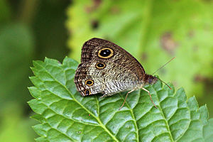 Common three ring (Ypthima pandocus corticaria) S.jpg