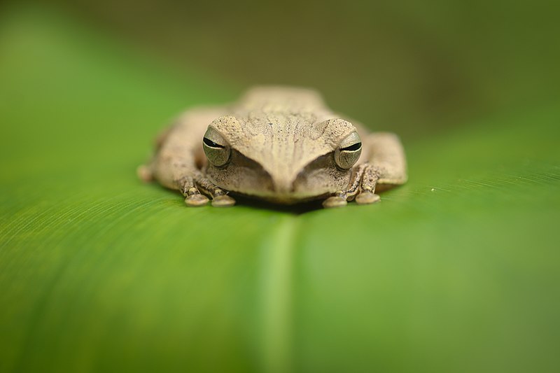 File:Comon tree frog.jpg