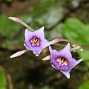 Conandron ramondioides (flower s6).jpg
