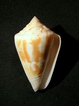 Conus lischkeanus