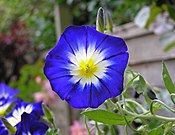 Convolvulus tricolor.jpg