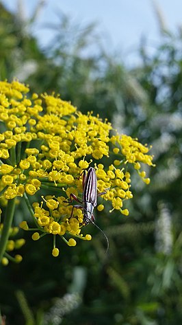 Coptomma lineatum