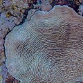 * Nomination Coral (Pachyseris speciosa), Red Sea, Egypt --Poco a poco 18:04, 10 August 2023 (UTC) * Promotion Good quality. --Isiwal 19:42, 10 August 2023 (UTC)