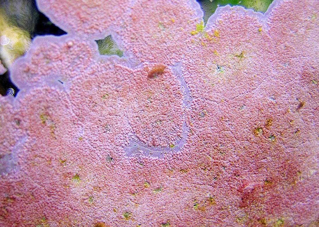 File:Coralline.1.jpg