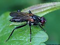 Cordilura ciliata (Meigen, 1826)