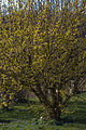 Cornus mas 05.jpg