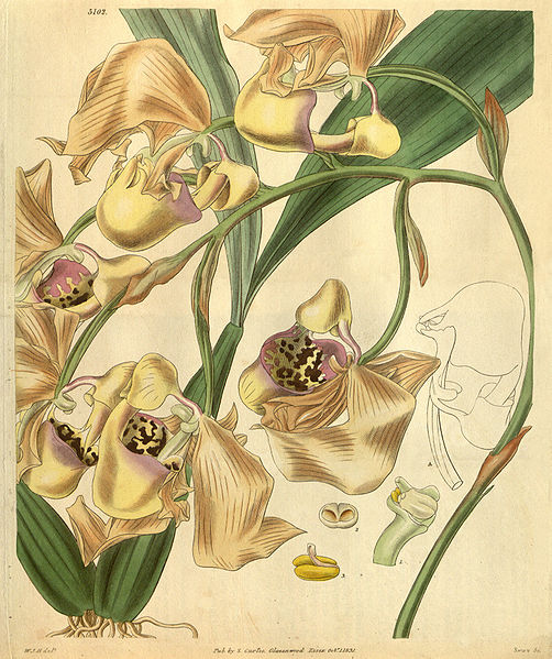 File:Coryanthes maculata - Curtis' 58 (N.S. 5) pl. 3102 (1831).jpg