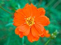 * Nomination Cosmos sulphureus flower, Cheruthony, Kerala --Tagooty 03:37, 2 December 2023 (UTC) * Promotion  Support Good quality. --Johann Jaritz 05:49, 2 December 2023 (UTC)