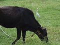 Interdependent cow and cattle egret