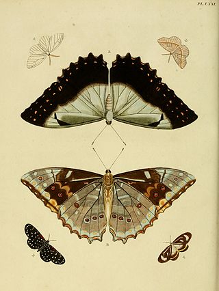 <i>Dioptis meon</i> Species of moth