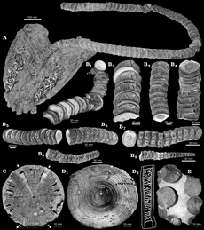 Photographs of various C. mantelli fossils