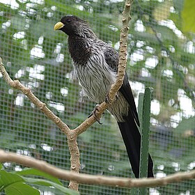 Crinifer piscator -at a zoo in Japan-8a.jpg