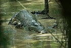Crocodiles (3678657759).jpg