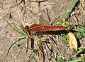 Scarlet Dragonfly (Crocothemis erythraea) Feuerlibelle