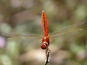 Ruddy Marsh Skimmer Crocothemis servilia male