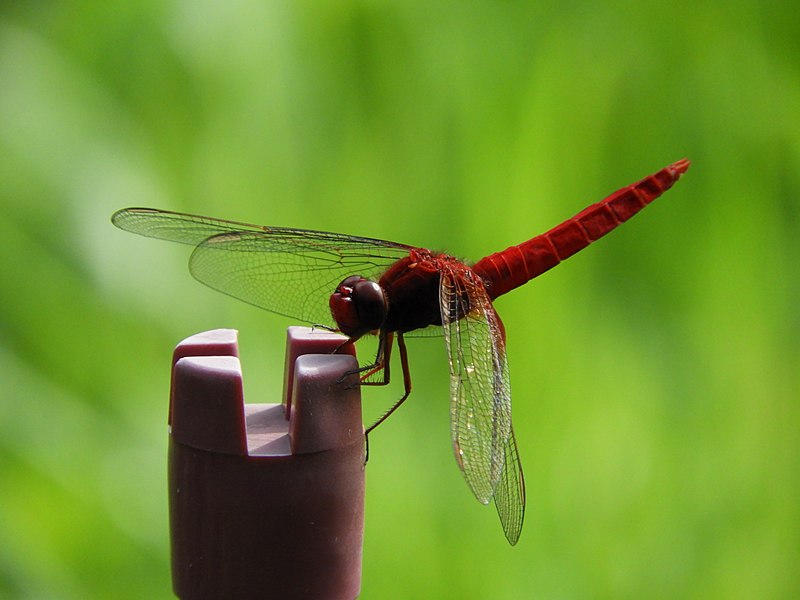 File:Crocothemis servilia mariannae,2017-07-17.jpg