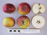 Cross section of Red Pixie, National Fruit Collection (acc. 1989-001) .jpg