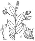 Thumbnail for Crotalaria sagittalis