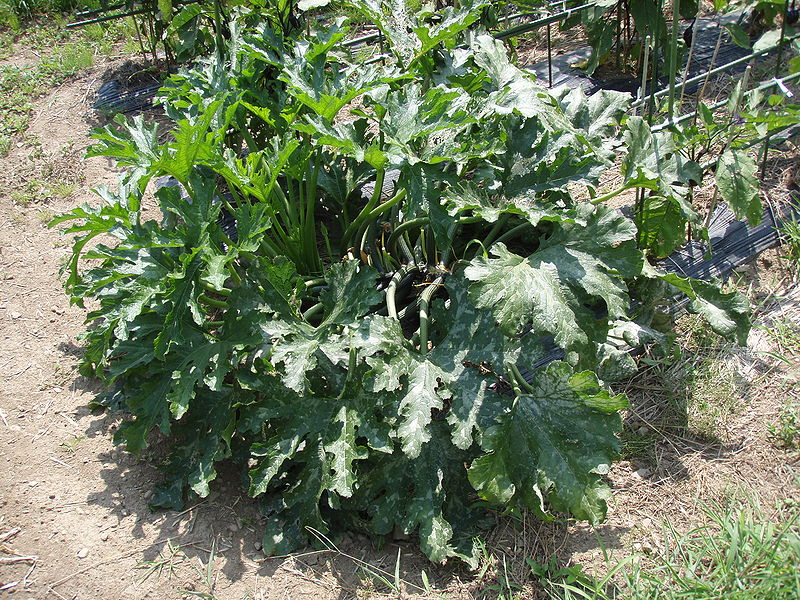 File:Cucurbita pepo01.jpg