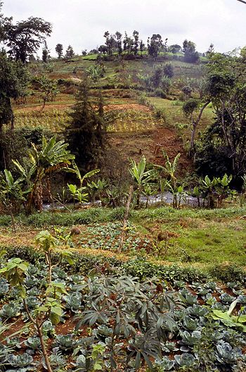 Cultivation on the slopes of Mount Kenya