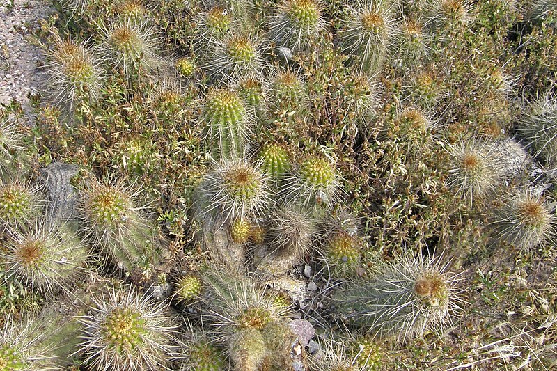 File:Cumulopuntia boliviana. Cactus.jpg