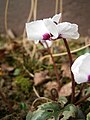 white flower (f. pallidum)