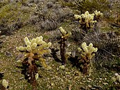 Cylindropuntia bigelovii (Teddy-bear cholla) 1.jpg