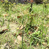 Cyperus_rotundus