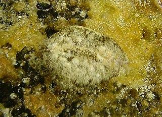 <i>Monetaria</i> genus of molluscs