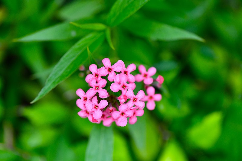 File:D85 5756 Pink Flower from the road side to Phu Langka National Park, Thailand.jpg