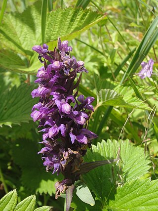 <i>Dactylorhiza hatagirea</i> Species of plant