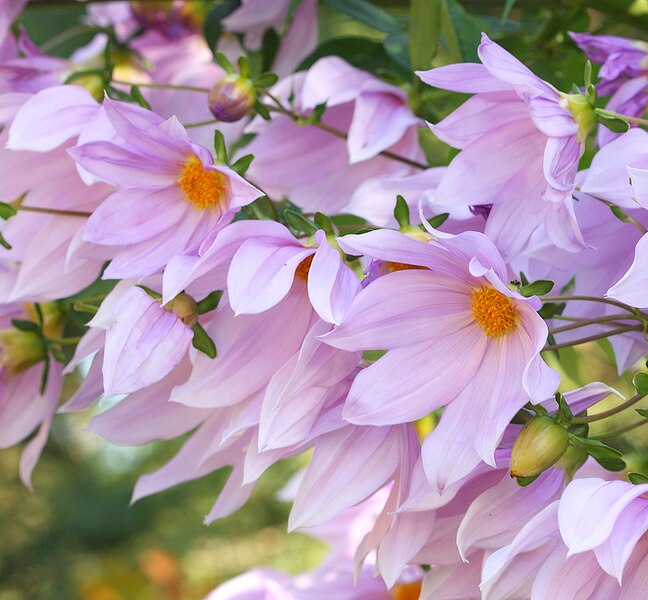 File:Dahlia imperialis Tree Dahlias (aussiegall).jpg