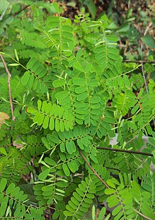 <i>Dalbergia horrida</i> species of plant