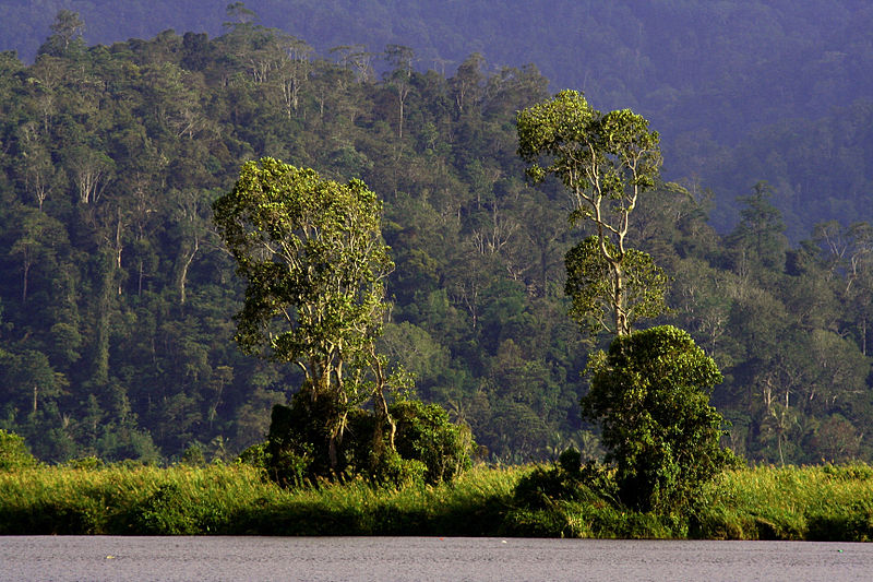 File:Danau Lindu - Sulawesi.jpg