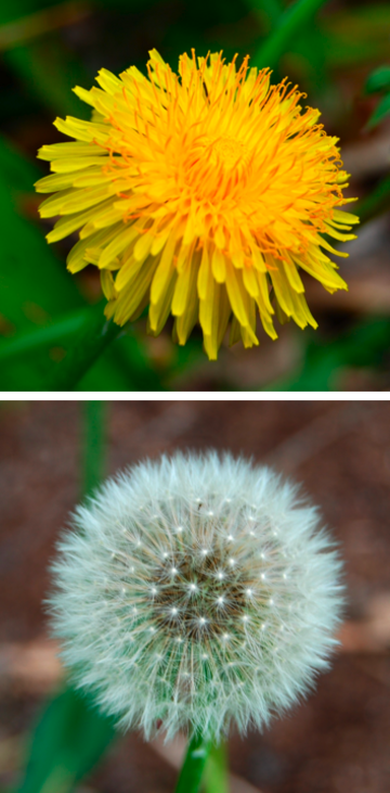 Taraxacum