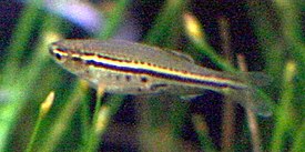 Danio nigrofasciatus.jpg