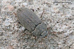 Darkling Beetle