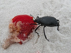 Darkling beetle