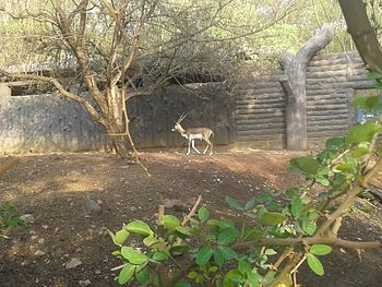 Deer(Blackbuck).jpg