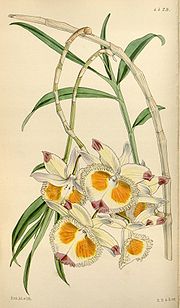 Dendrobium pictum üçün miniatür