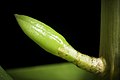 Dendrobium uniflorum