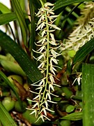 Dendrochilum yuccifolium