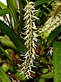 Dendrochilum yuccifolium