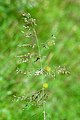 Smele (Deschampsia)