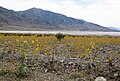 Desert gold: field, salt flat, mountains