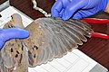 Determining Molt Sequence of Mourning Dove (19289987348).jpg