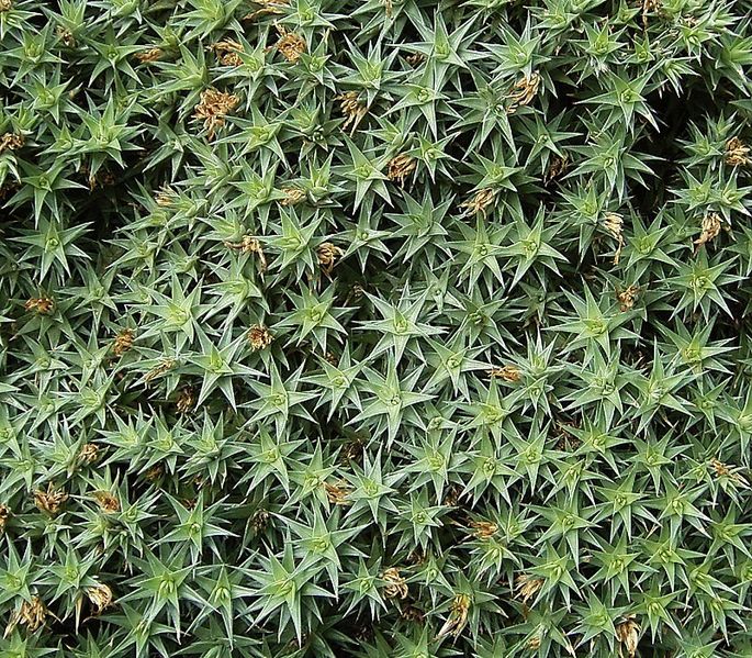 File:Deuterocohnia brevifolia 03 ies.jpg