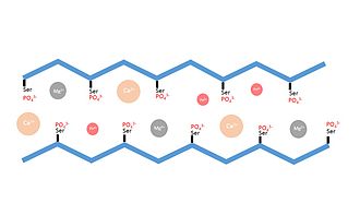 This diagram depicts the ionic interactions between negatively charged amino acids and cations in freshwater caddisfly larvae silk Diagram of Caddisfly Silk Ionic Interactions.jpg