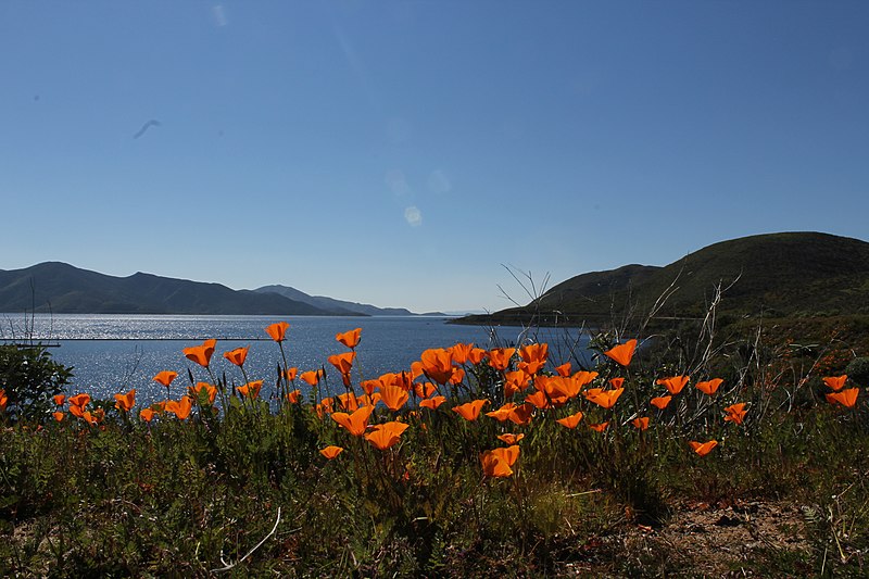 File:DiamondValleyLakeHemetPoppies.jpg