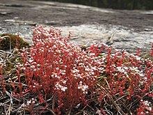 Diamorpha flowers.jpg